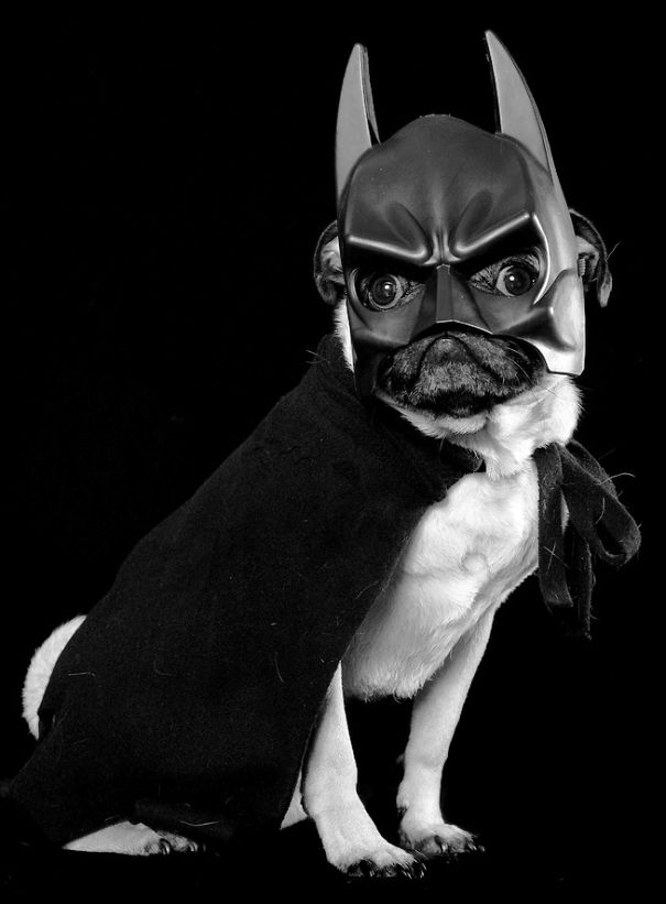 Halloween-Pet-Costumes5__605