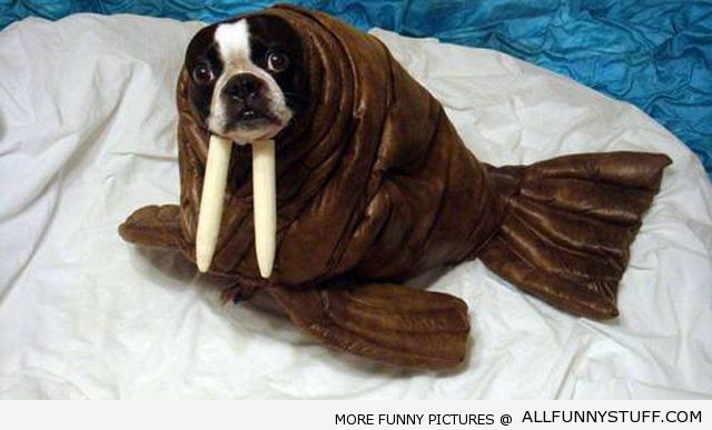 allfunnystuff.com