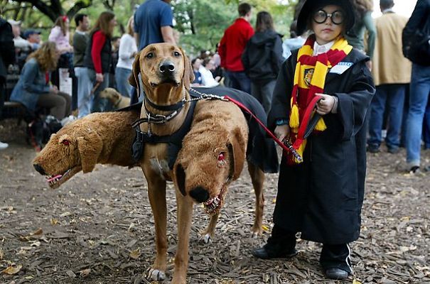 pet-halloween-costume-69__605