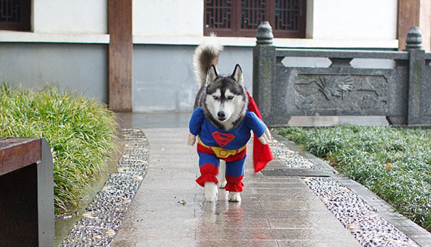 pet-halloween-costume-75